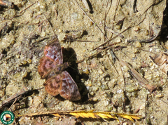 Ebrietas anacreon anacreon