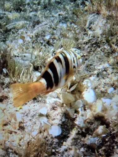 Serranus scriba