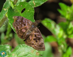 Ebrietas anacreon anacreon