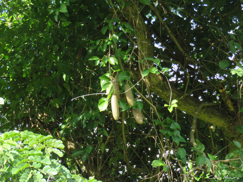 Dolichandra quadrivalvis observed 2025-07-09
