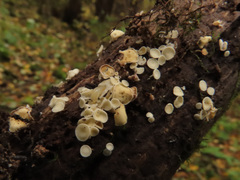 Hymenoscyphus albidus