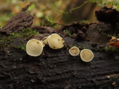 Hymenoscyphus albidus