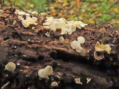 Hymenoscyphus albidus