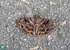 Ebrietas anacreon anacreon
