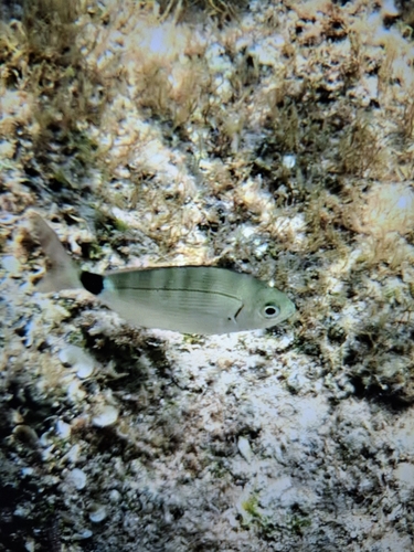Oblada melanurus