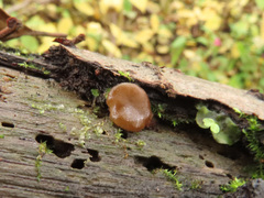 Adelphella babingtonii