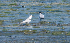 Sternula antillarum athalassos
