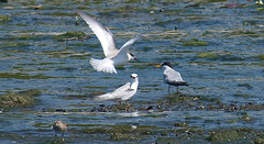 Sternula antillarum athalassos