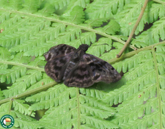 Ebrietas anacreon