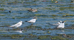 Sternula antillarum athalassos