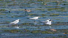 Sternula antillarum athalassos