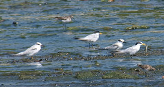 Sternula antillarum athalassos