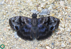 Ebrietas