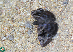 Ebrietas