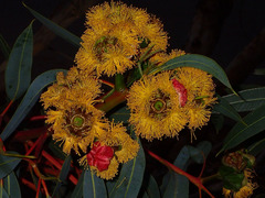 Eucalyptus erythrocorys