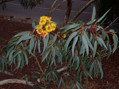 Eucalyptus erythrocorys