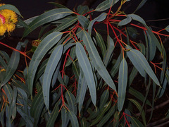 Eucalyptus erythrocorys