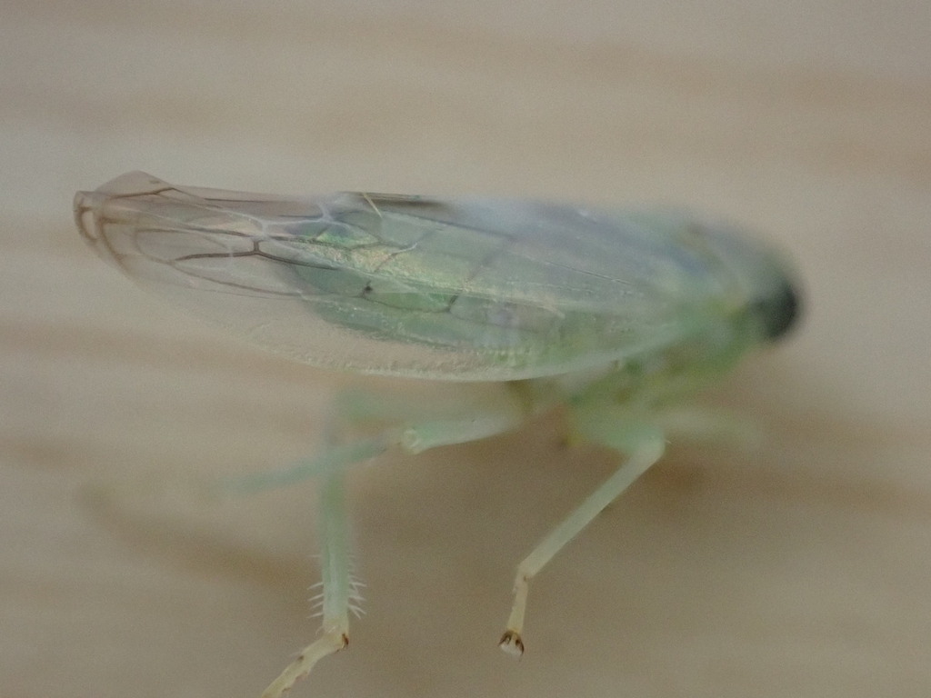 Populicerus albicans