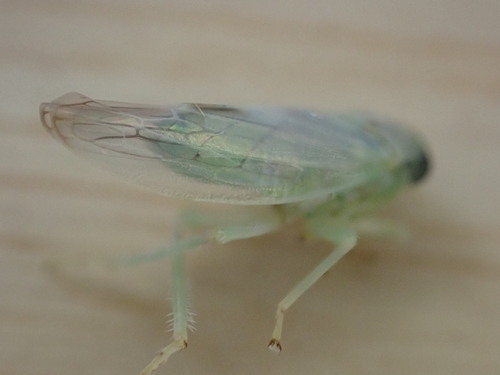 Populicerus albicans