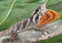 Anolis loveridgei