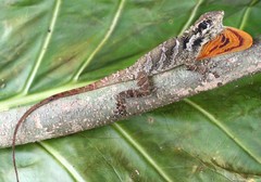 Anolis loveridgei