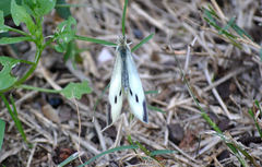 Pieris rapae