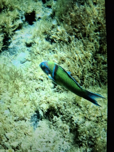 Thalassoma pavo