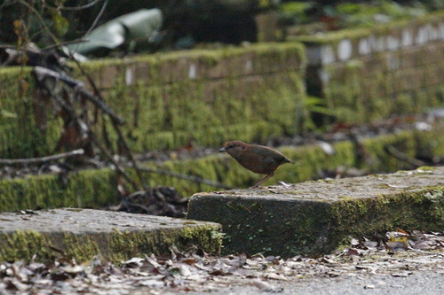 Rusty-naped Pitta (Hydrornis oatesi), photo 10