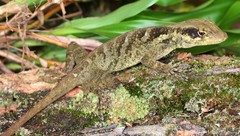 Anolis loveridgei
