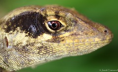 Anolis loveridgei