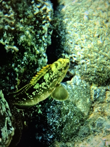 Epinephelus marginatus