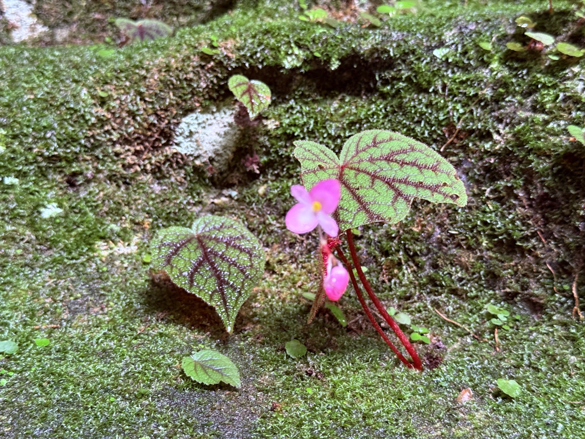 Begonia fimbristipula