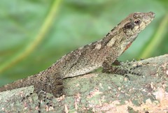 Anolis loveridgei