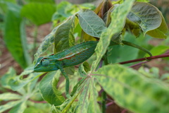 Trioceros ellioti