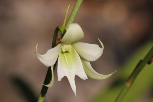 Sobennikoffia humbertiana
