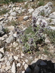 Marrubium supinum