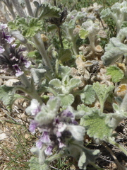 Marrubium supinum