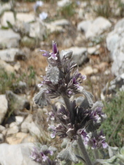 Marrubium supinum