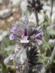 Marrubium supinum