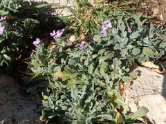 Matthiola