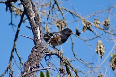 Pipilo maculatus clementae