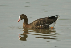 Anser erythropus