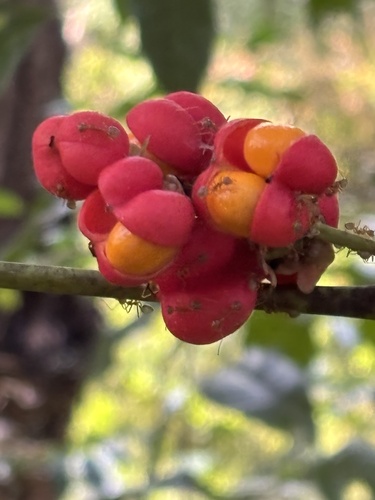 Harpullia ramiflora, photograph 4