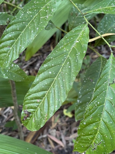 Harpullia ramiflora, photograph 2