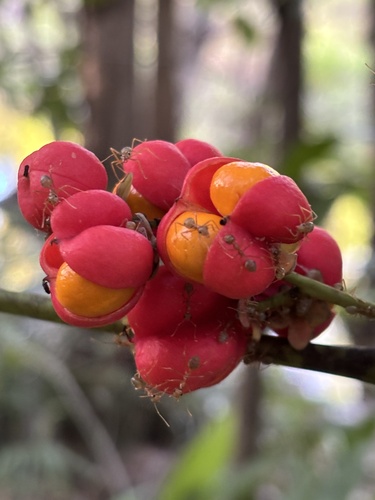Claudie Tulipwood (Harpullia ramiflora)