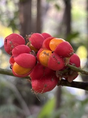 Harpullia ramiflora