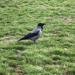 Corvus cornix