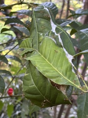 Harpullia ramiflora, photograph author not stated, no rights reserved