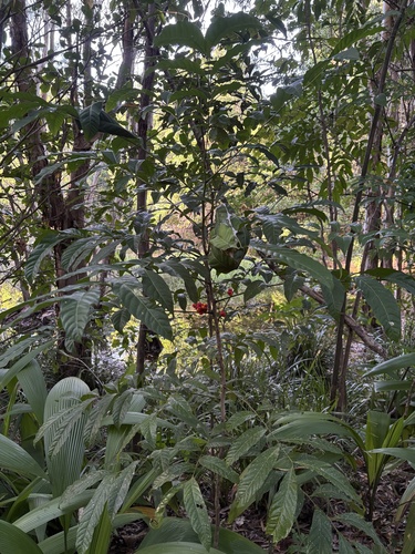 Harpullia ramiflora, photograph 3