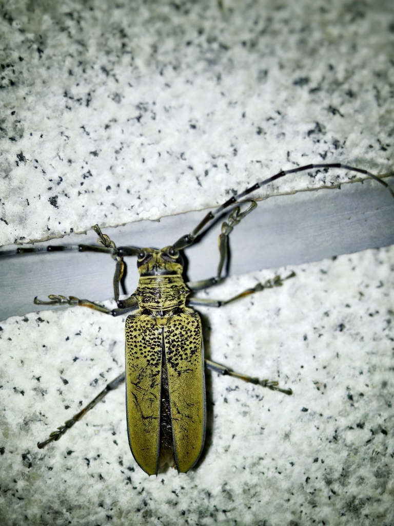 Apriona rugicollis from Qingdao, CN-SD, CN on July 14, 2025 at 08:56 PM ...